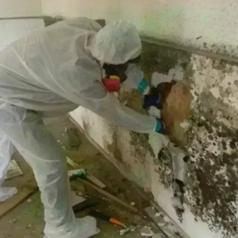 Mold Remediation and Removal in Yauco, PR